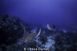 Spotted Eagle Rays Cruise the top of the wall on the Nort... by Chase Darnell 